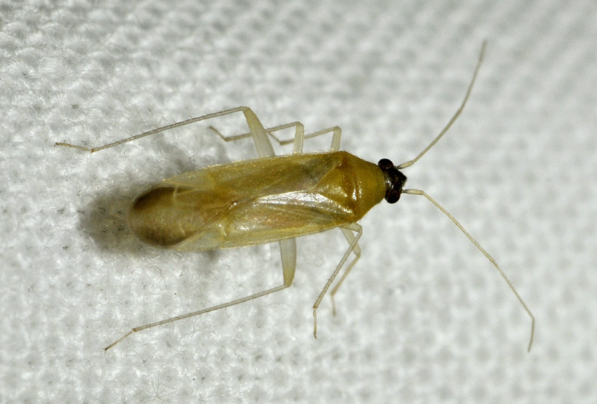 Miridae:  Orthotylus sp. (cfr.) e Phylus melanocephalus